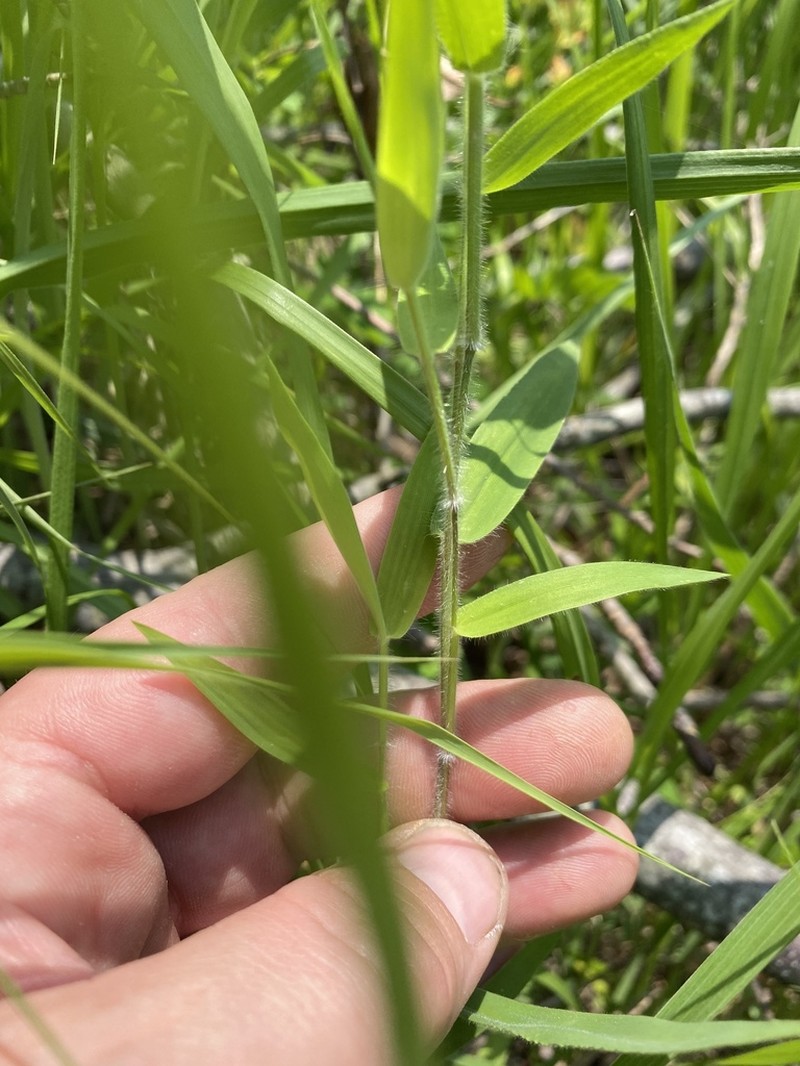 Softleaf Rosette Grass