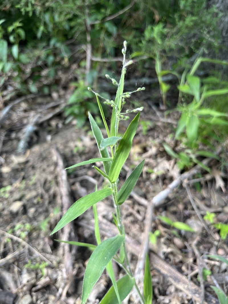 Softleaf Rosette Grass photo 2