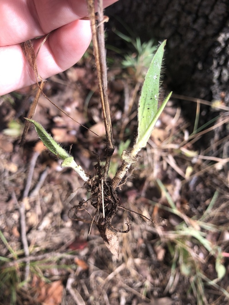 Softleaf Rosette Grass photo 3