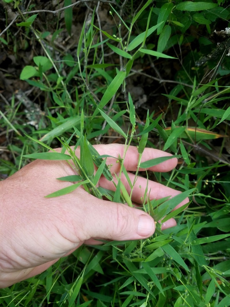 Softleaf Rosette Grass photo 4