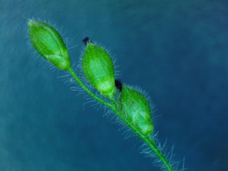 Softleaf Rosette Grass photo 5