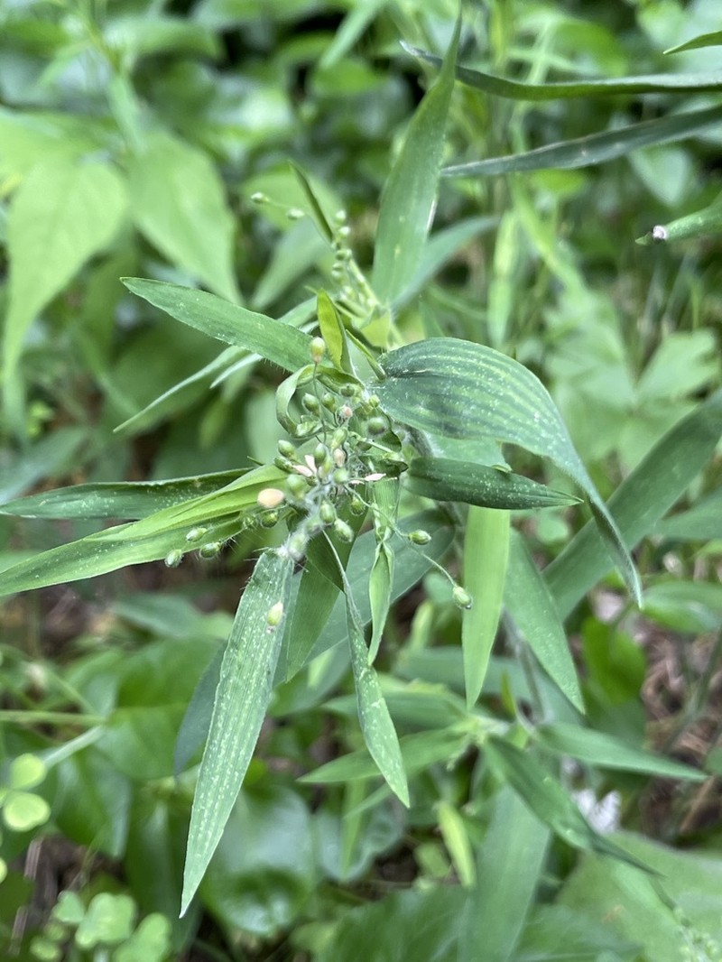 Softleaf Rosette Grass photo 6