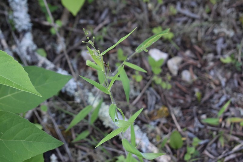 Softleaf Rosette Grass photo 7