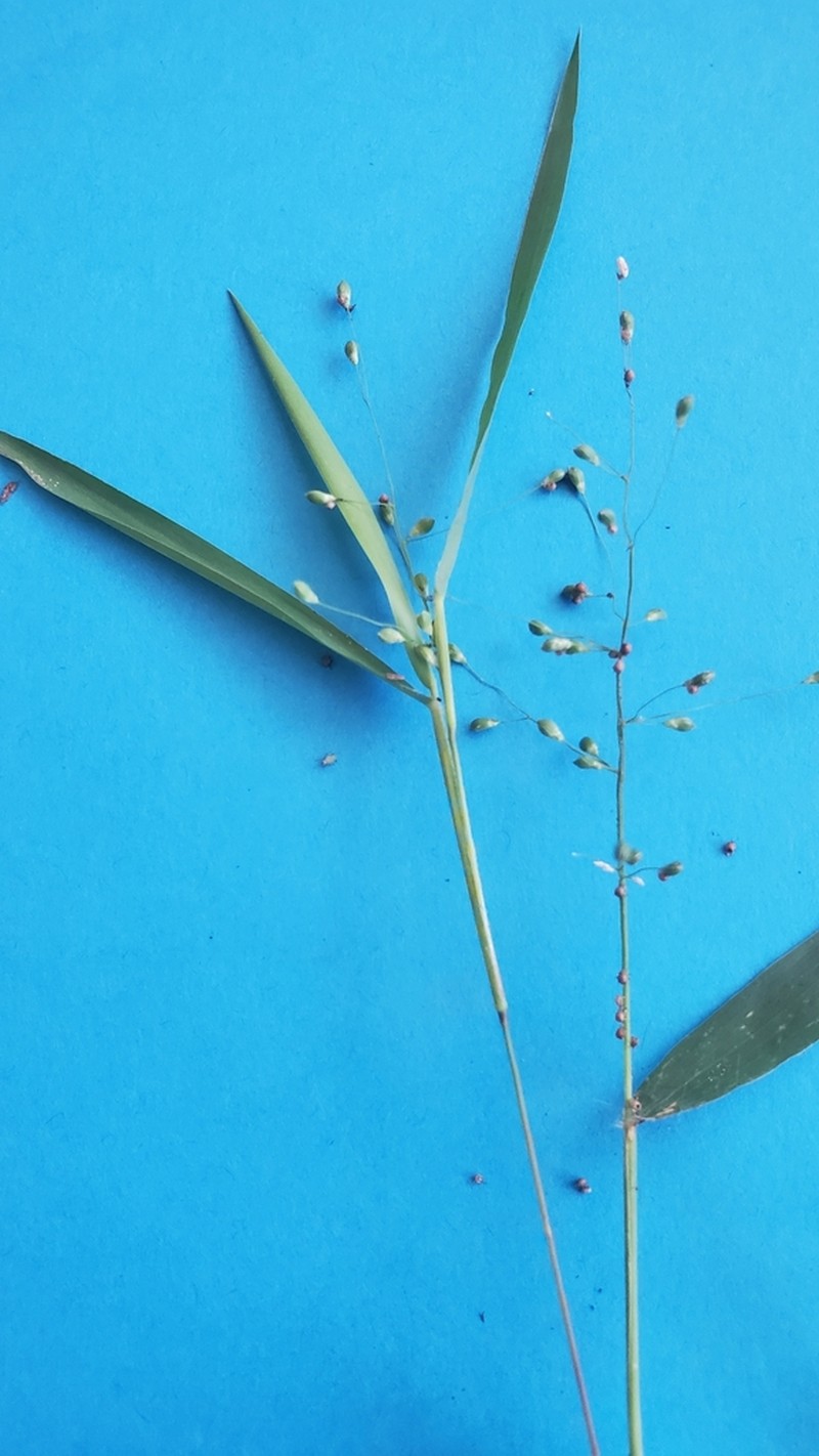 Softleaf Rosette Grass photo 8