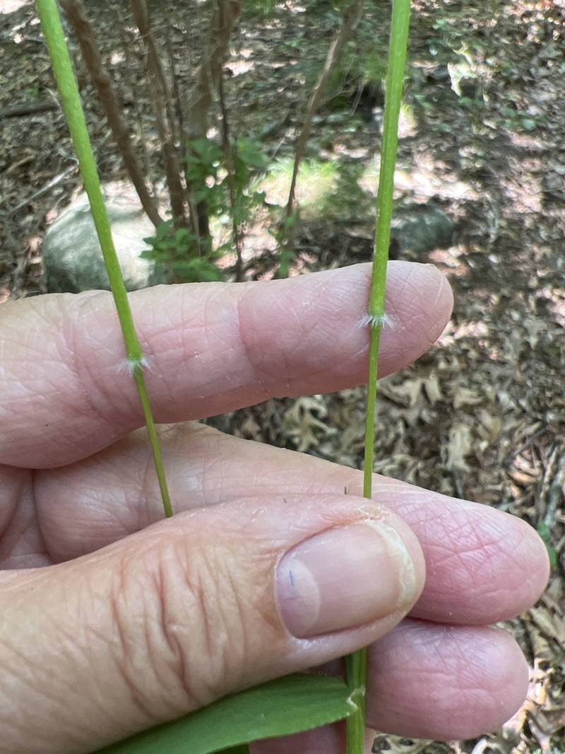 Dichanthelium mattamuskeetense