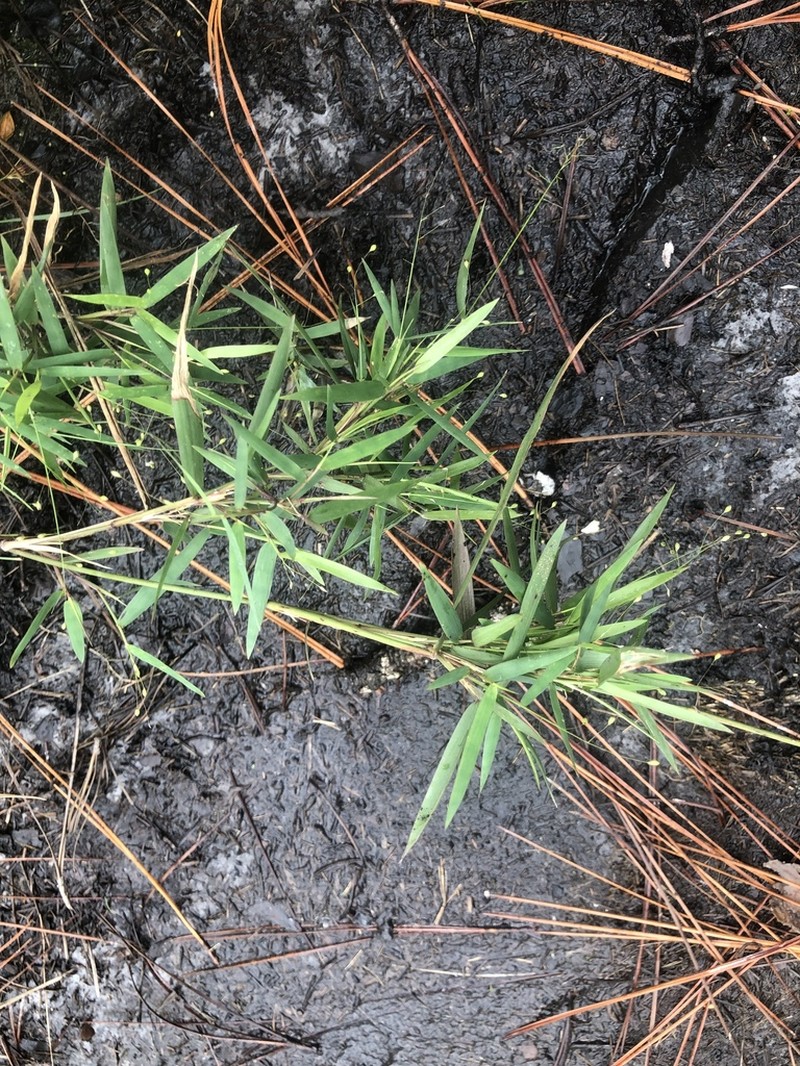 Dichanthelium mattamuskeetense photo 6