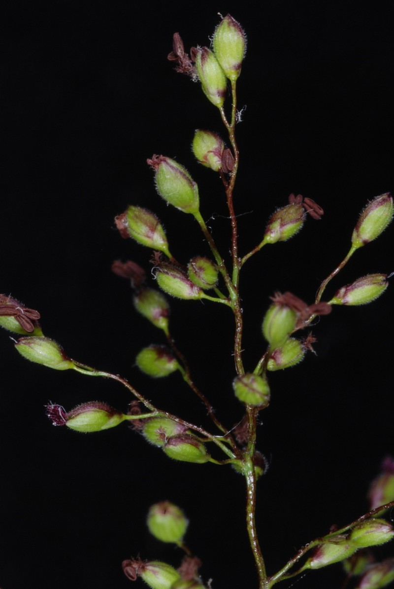 Dichanthelium mattamuskeetense photo 8