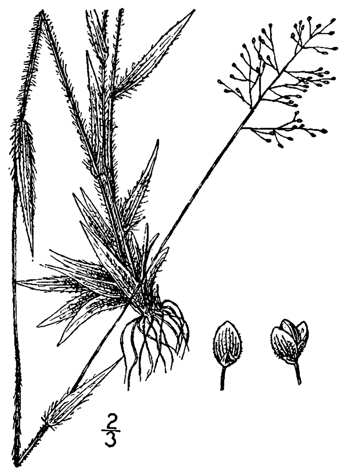 Matting Rosette Grass