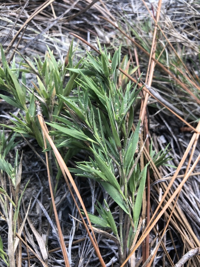 Matting Rosette Grass