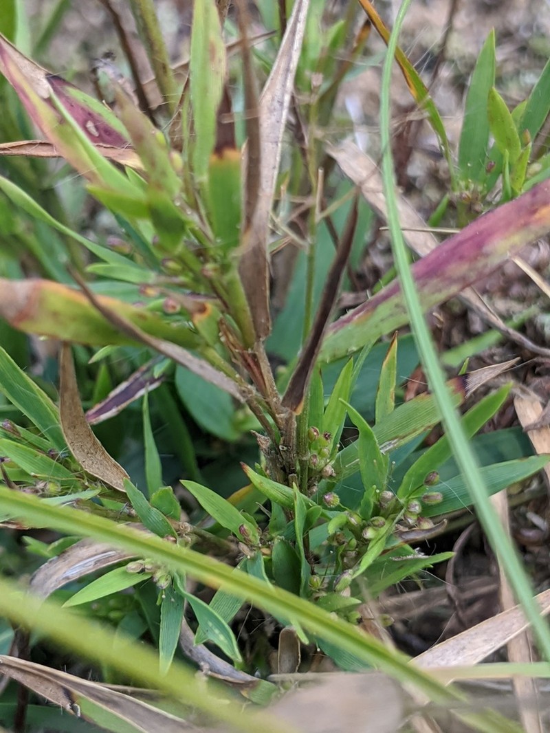 Matting Rosette Grass photo 2