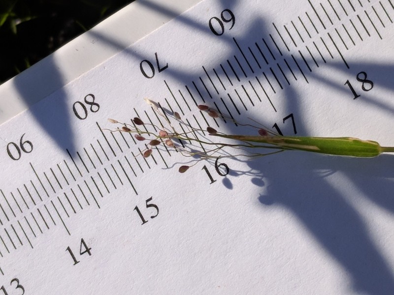 Matting Rosette Grass photo 5