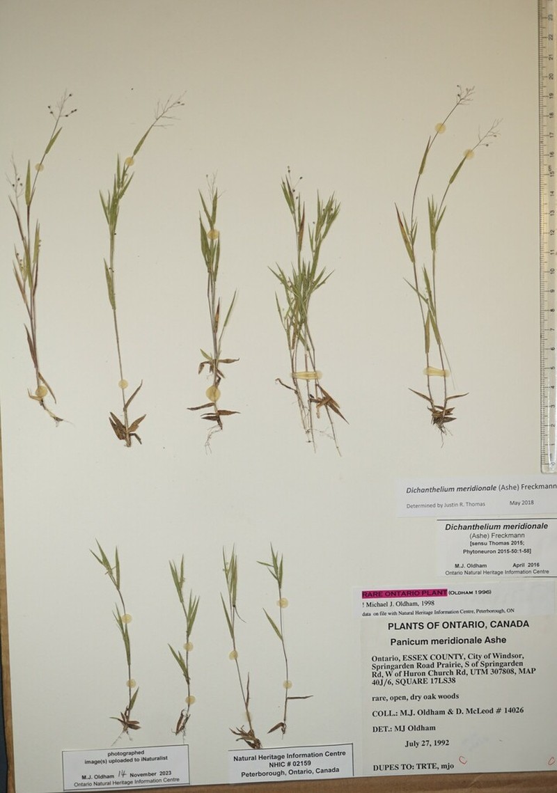 Matting Rosette Grass photo 7