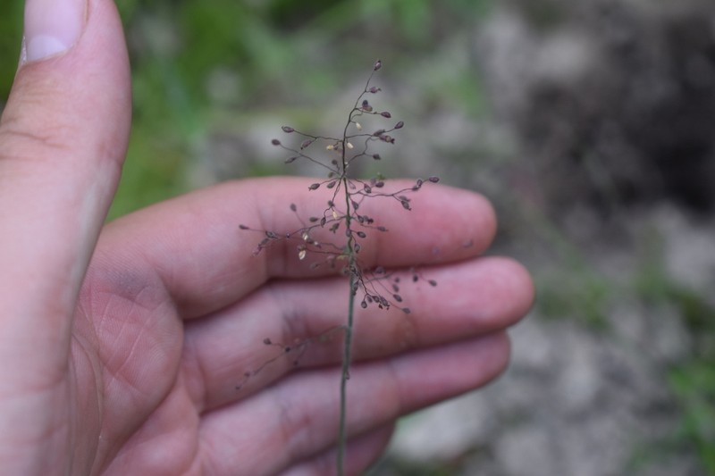 Matting Rosette Grass photo 8
