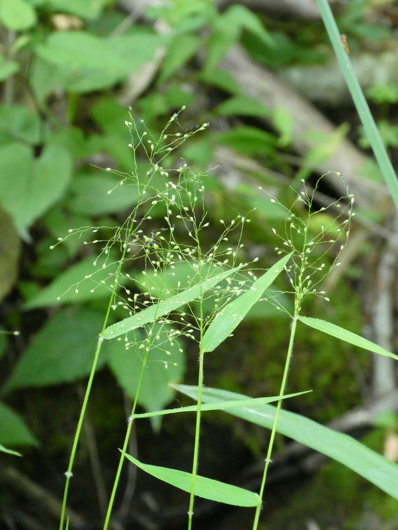 Dichanthelium microcarpon
