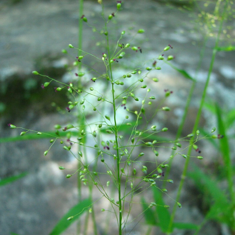 Dichanthelium microcarpon photo 2