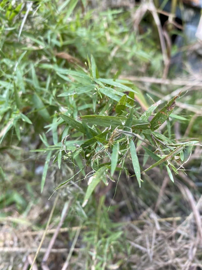Dichanthelium microcarpon photo 7