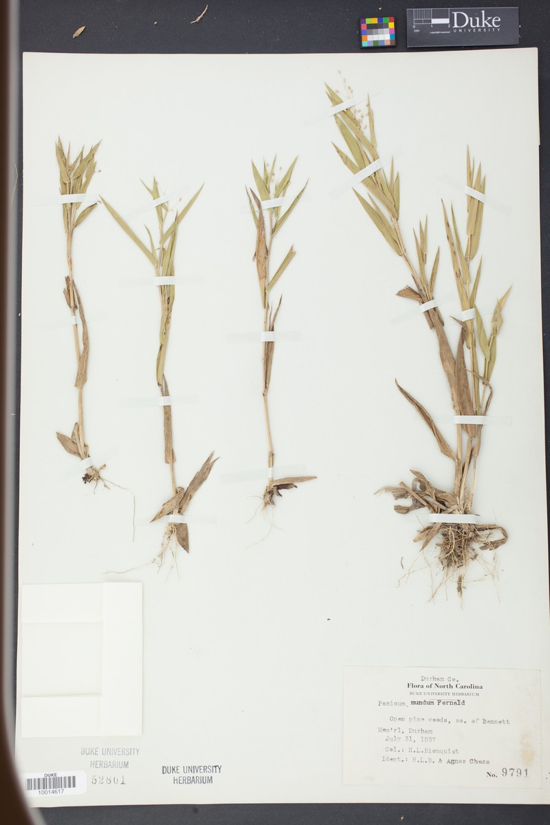 Dichanthelium mundum photo 3