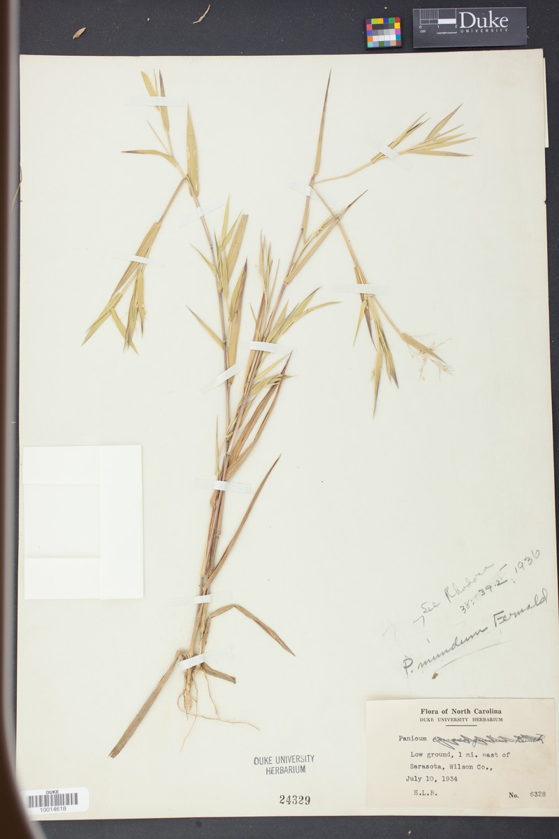 Dichanthelium mundum photo 4