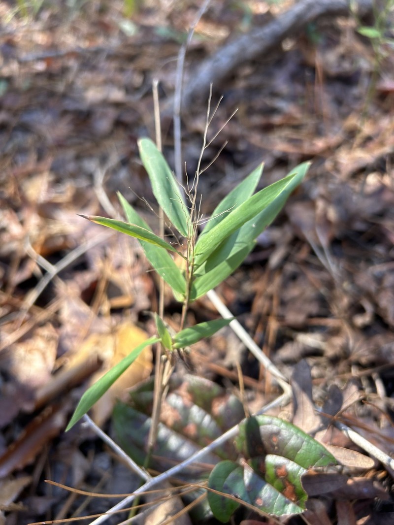 Dichanthelium mutabile photo 7
