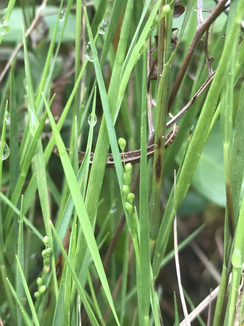 Dichanthelium neuranthum