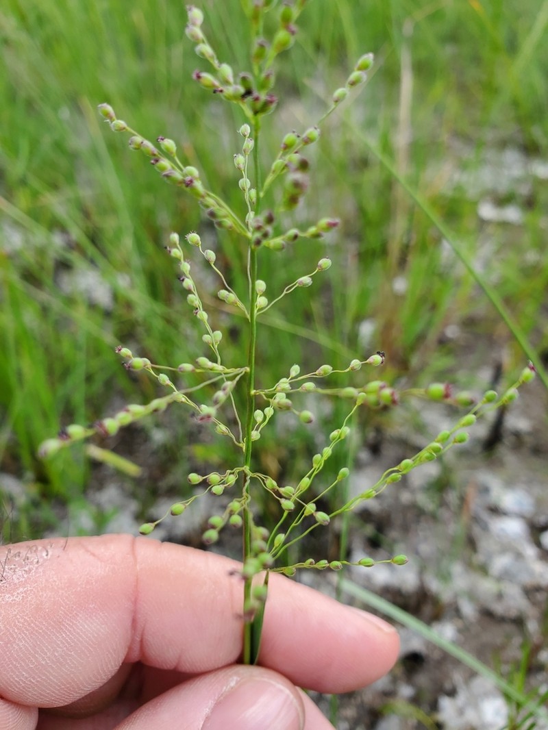 Dichanthelium neuranthum photo 4
