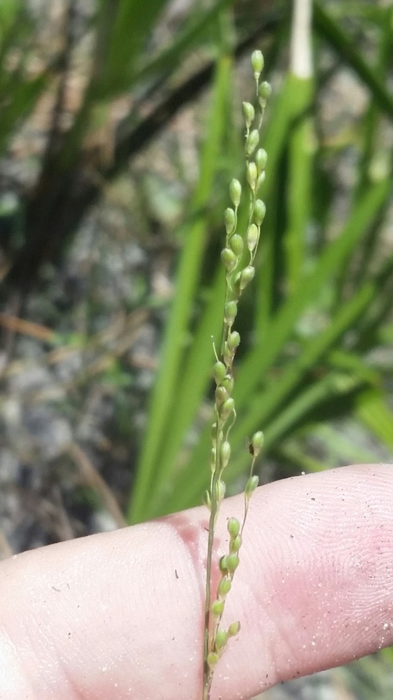Dichanthelium neuranthum photo 5