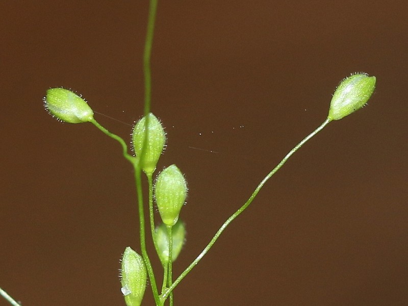 Dichanthelium nitidum