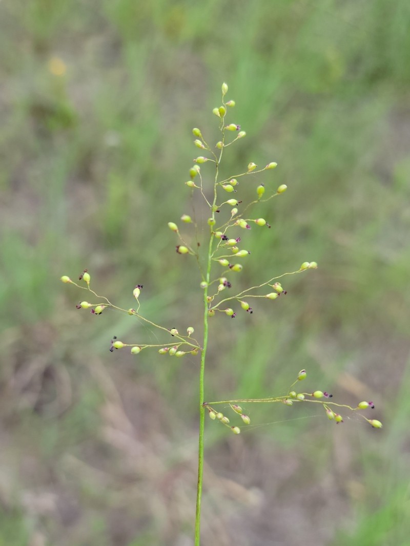 Dichanthelium nitidum photo 3
