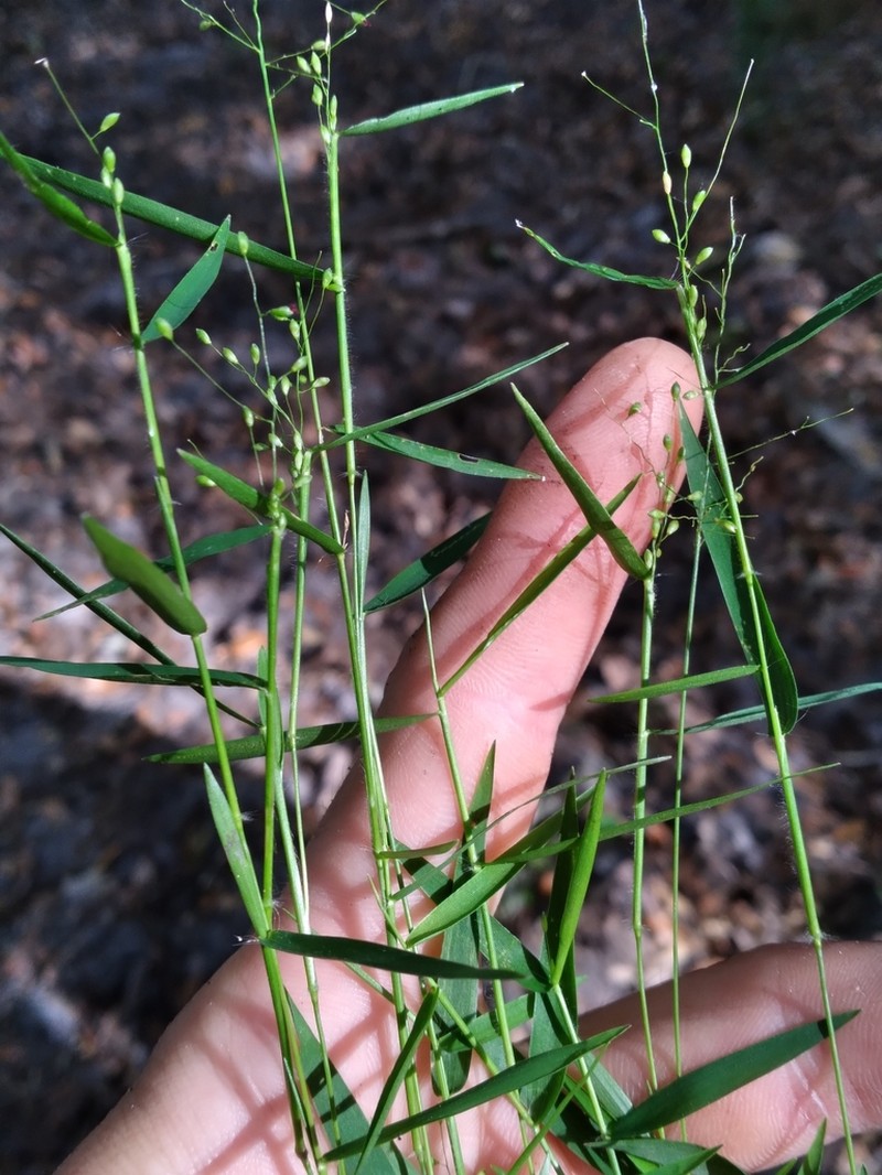 Dichanthelium nitidum photo 4