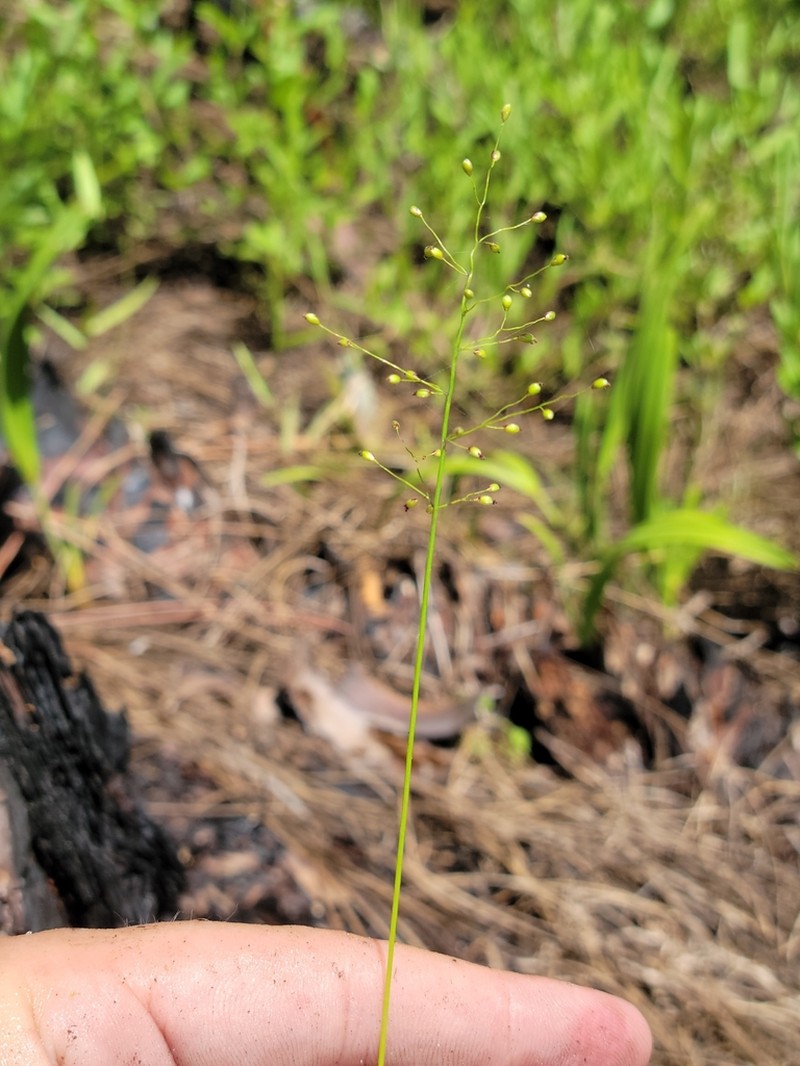 Dichanthelium nitidum photo 6