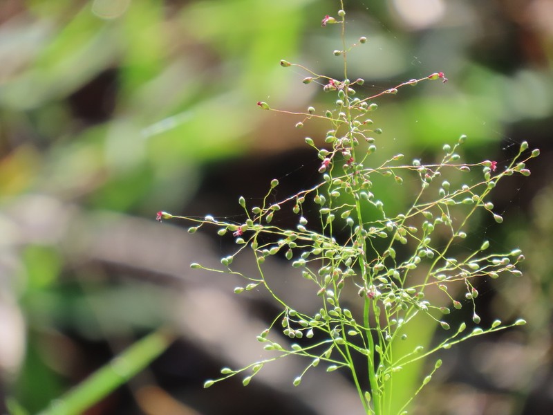 Dichanthelium nitidum photo 7