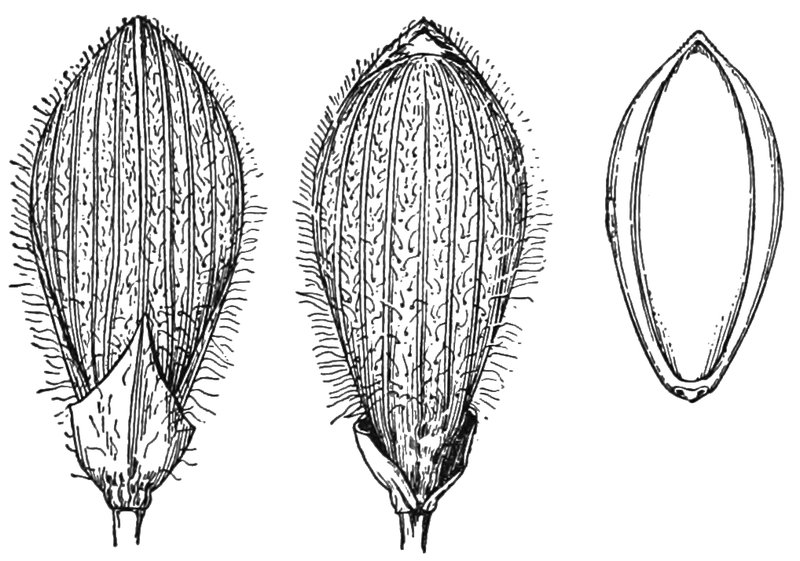 Sarita Rosette Grass
