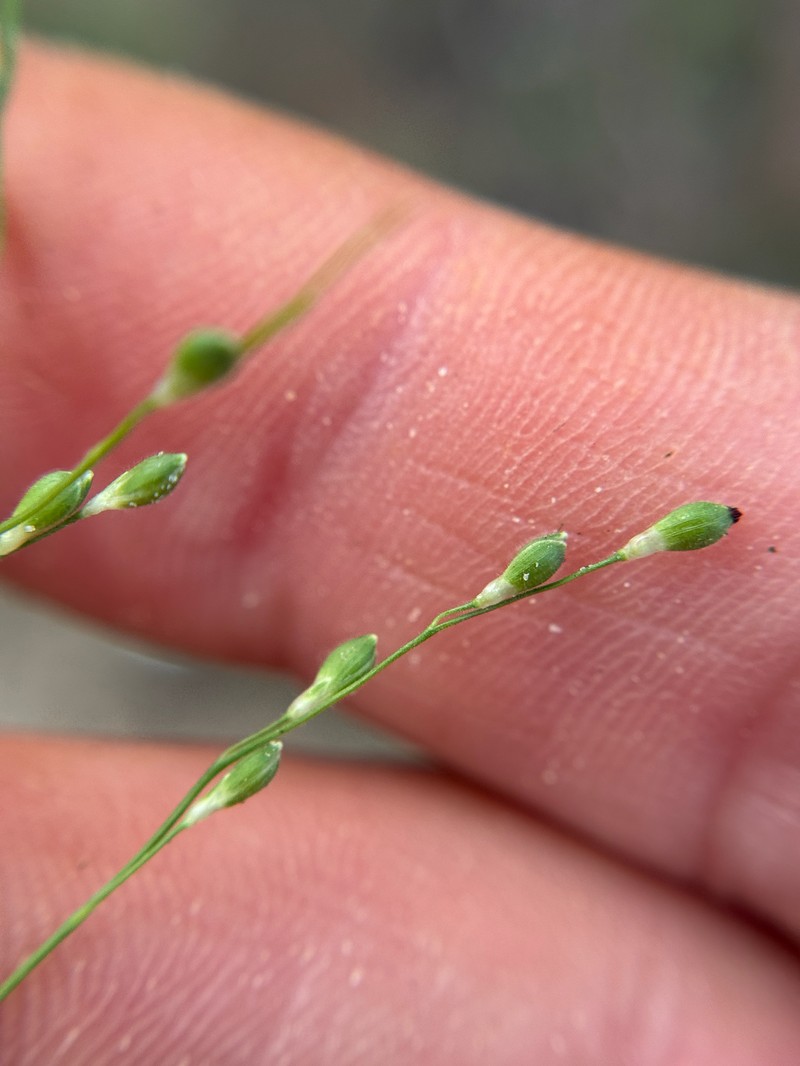 Sarita Rosette Grass photo 2