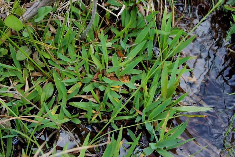 Dichanthelium nudicaule photo 4