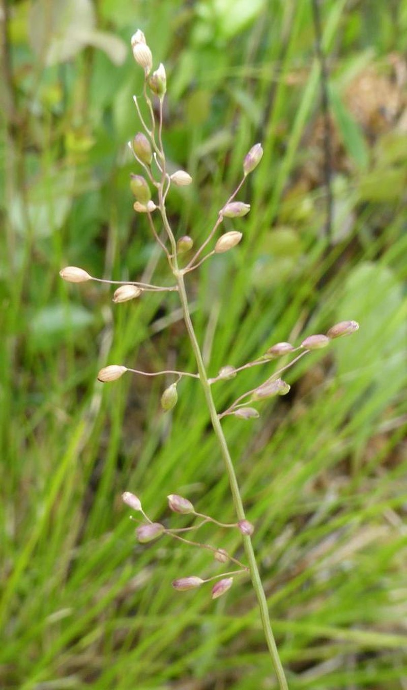 Dichanthelium nudicaule photo 5