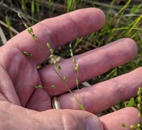 Heller's Rosette Grass