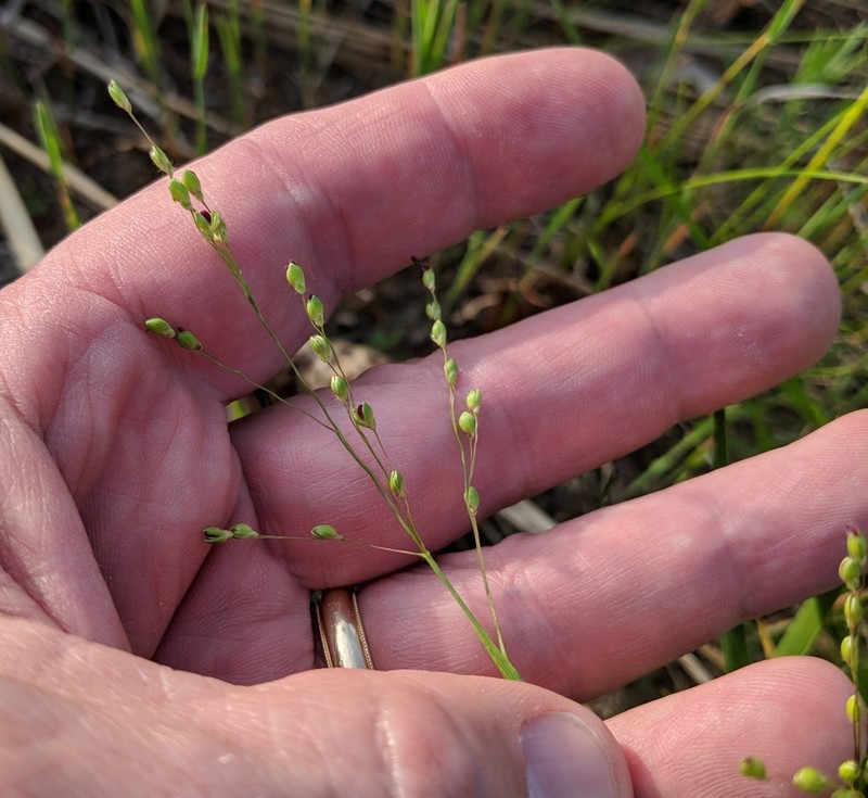 Heller's Rosette Grass