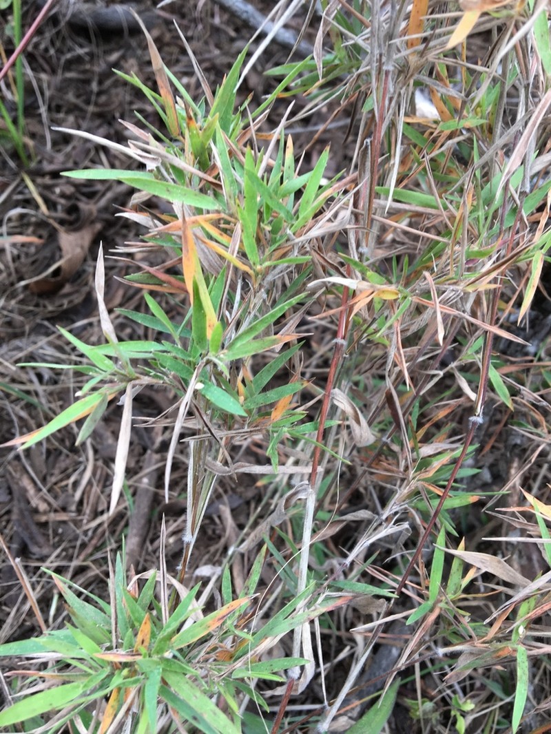 Heller's Rosette Grass photo 2