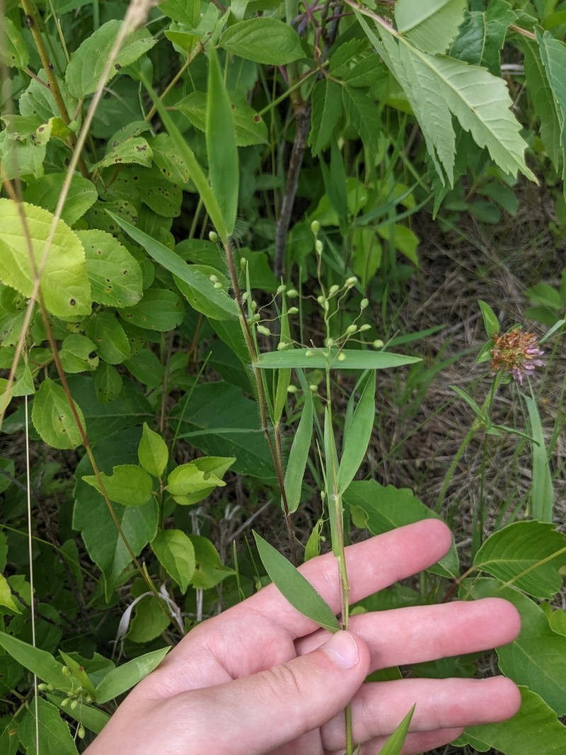 Heller's Rosette Grass photo 3