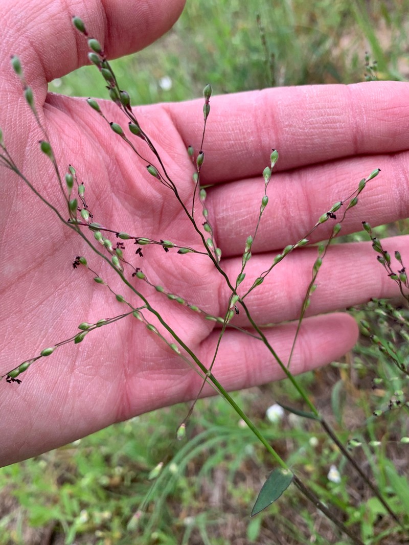 Heller's Rosette Grass photo 4