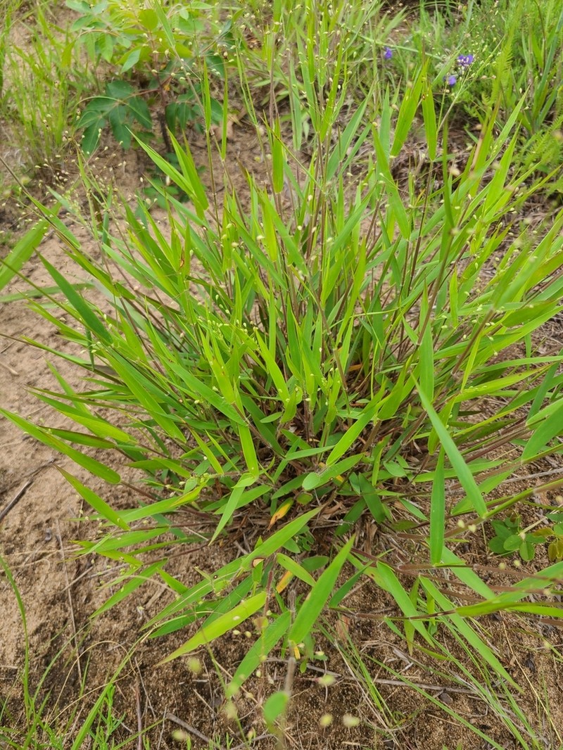 Heller's Rosette Grass photo 6