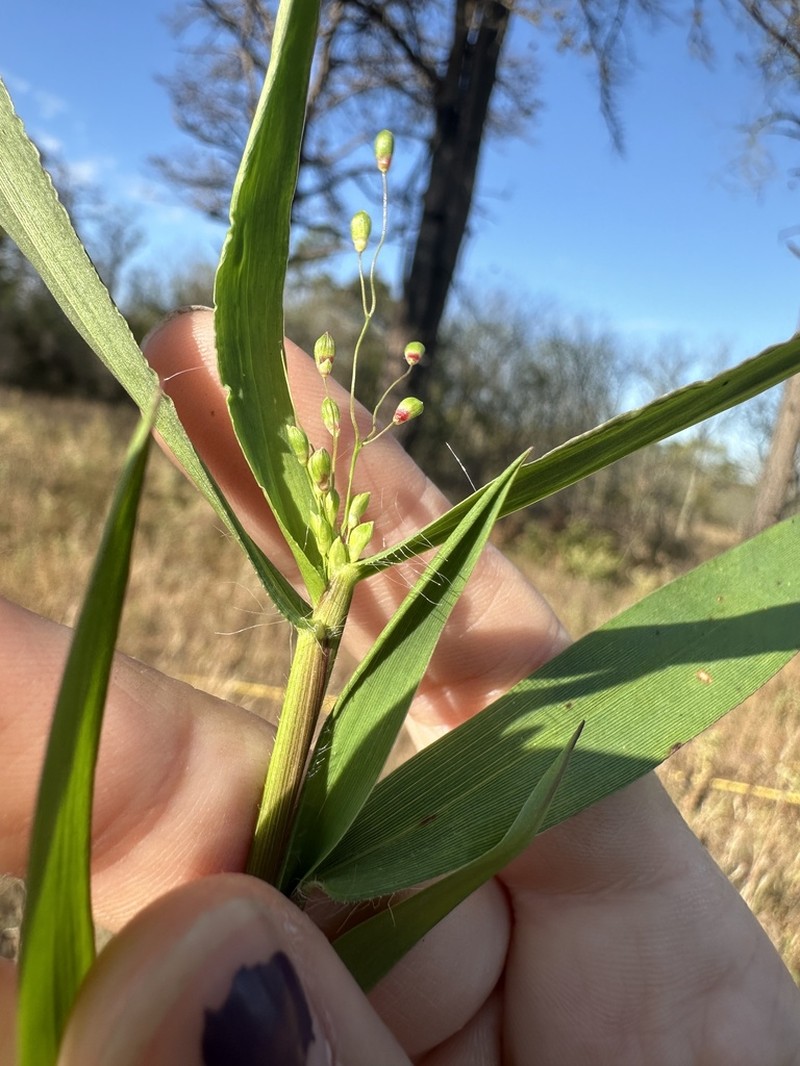 Heller's Rosette Grass photo 7