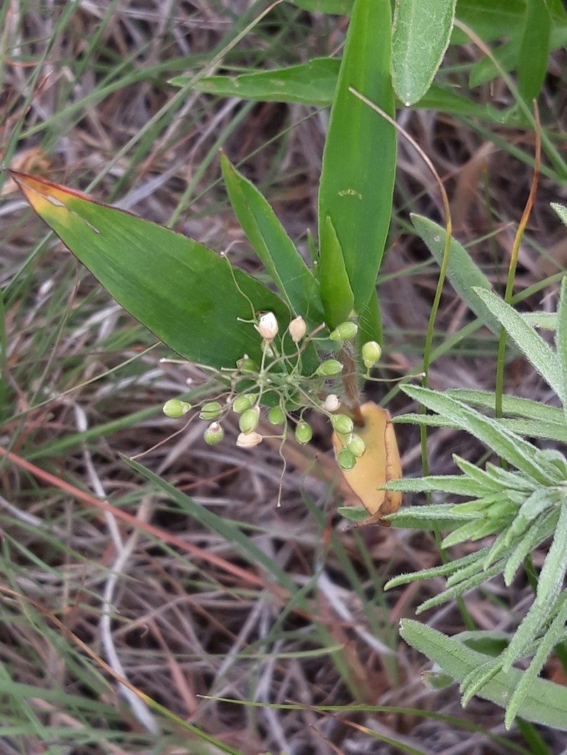 Heller's Rosette Grass photo 8