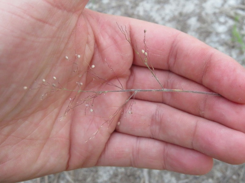 Eggleaf Rosette Grass