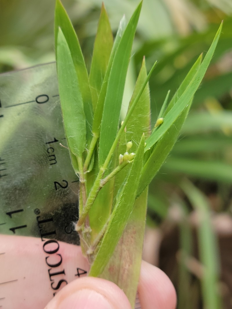 Eggleaf Rosette Grass photo 2