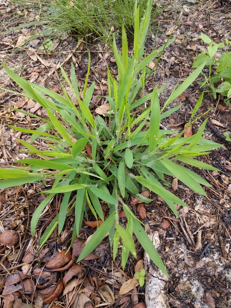 Eggleaf Rosette Grass photo 4