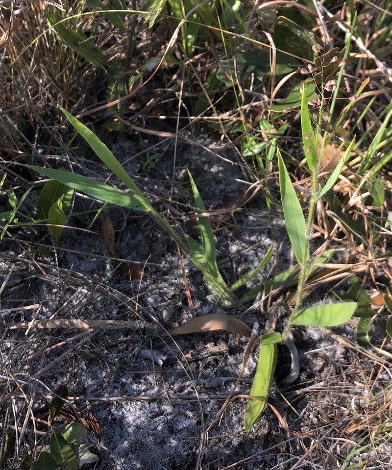 Eggleaf Rosette Grass photo 5