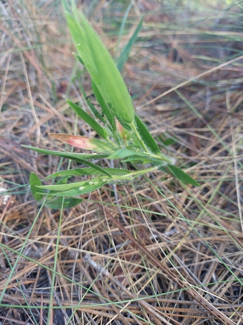 Eggleaf Rosette Grass photo 6