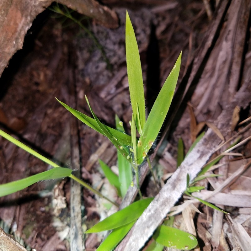 Eggleaf Rosette Grass photo 7