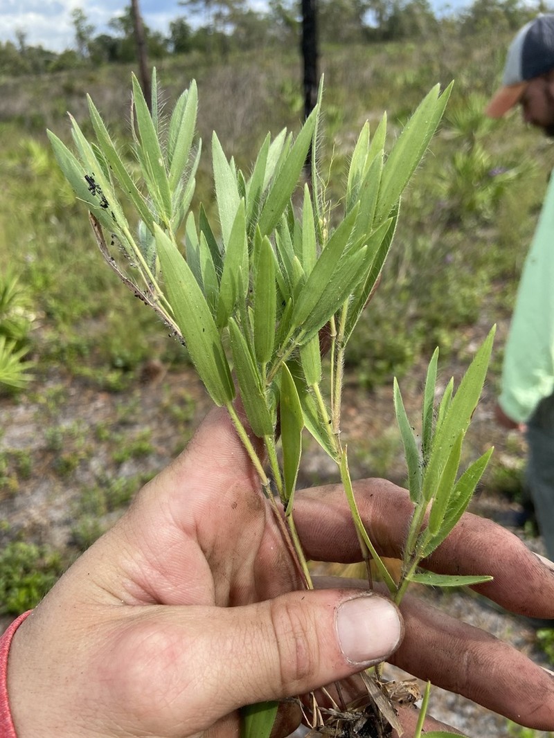 Eggleaf Rosette Grass photo 8